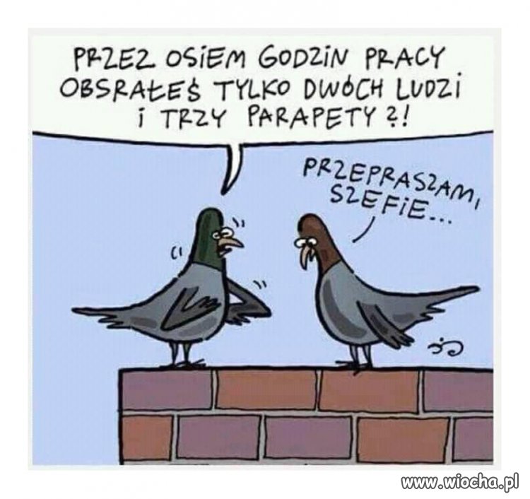 Gołębie dylematy...
