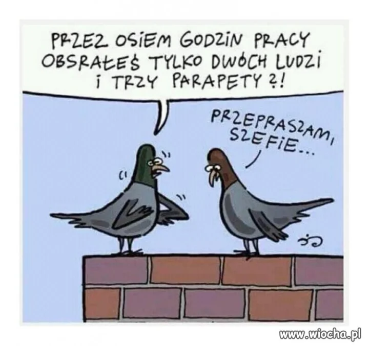 Gołębie dylematy...