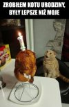 Ja jako stara panna będę miała 20 kotów i każdemu