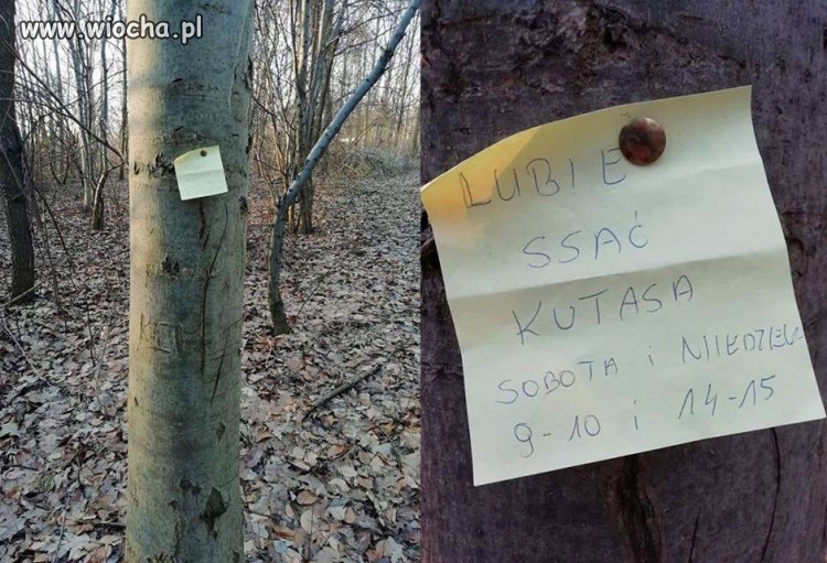 "Ssaki leśne" budzą się do życia, bo wiosna idzie