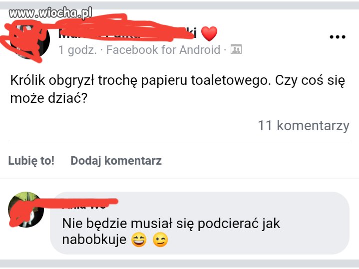 Królicze życie