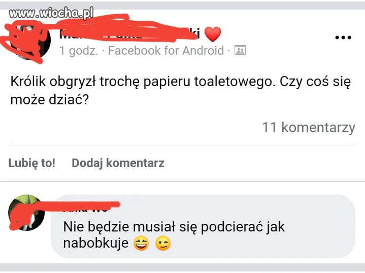 Królicze życie
