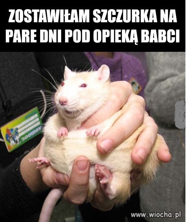 Bo szczurek