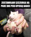 Bo szczurek