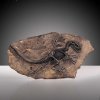 Trafiony