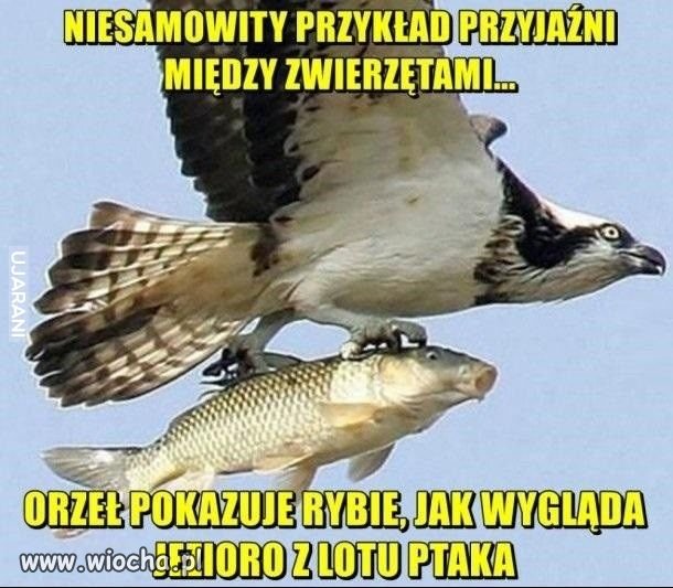 Wiosenny humor
