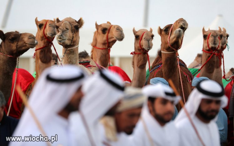 Botox na konkursie piękności w Arabii Saudyjskiej