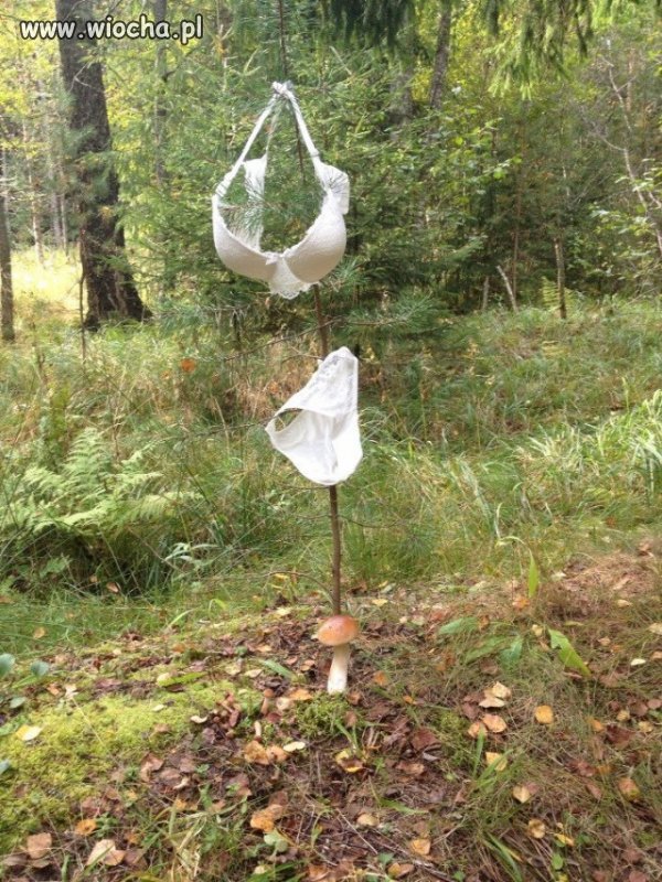 Pod bielizną grzyby rosną najlepiej