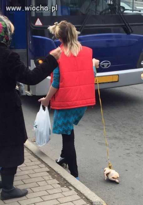 Kup sobie kurczaczka, mówili, będzicie spacorować