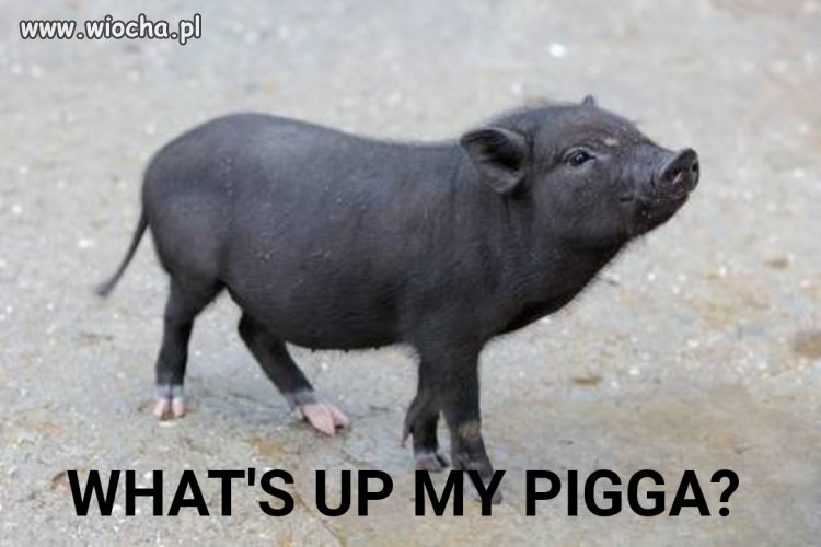 What's up my pigga?