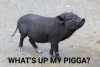 What's up my pigga?