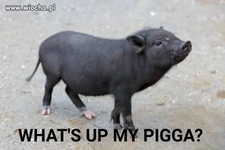 What's up my pigga?