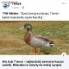 Najbardziej samotny kaczor świata
