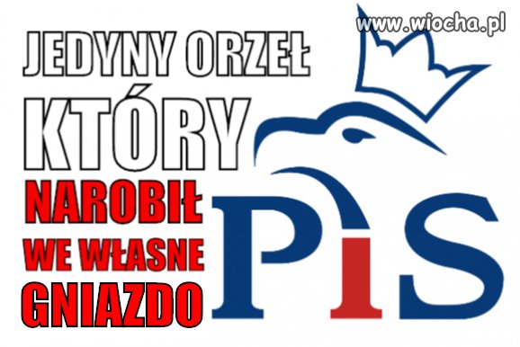 Jedyny taki orzeł...