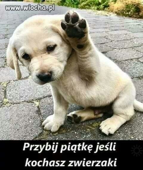 Lubisz? 