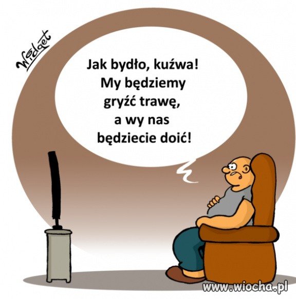 Jak bydło...