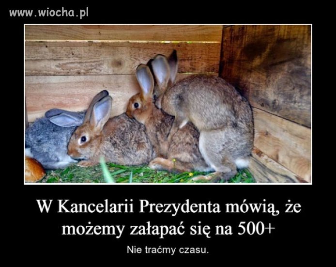 PiS owska oferta nie tylko dla nauczycieli ...