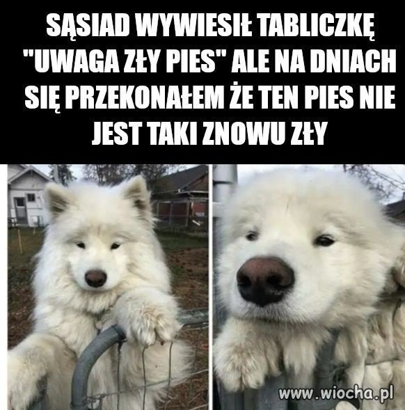 Pies nie