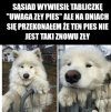 Pies nie