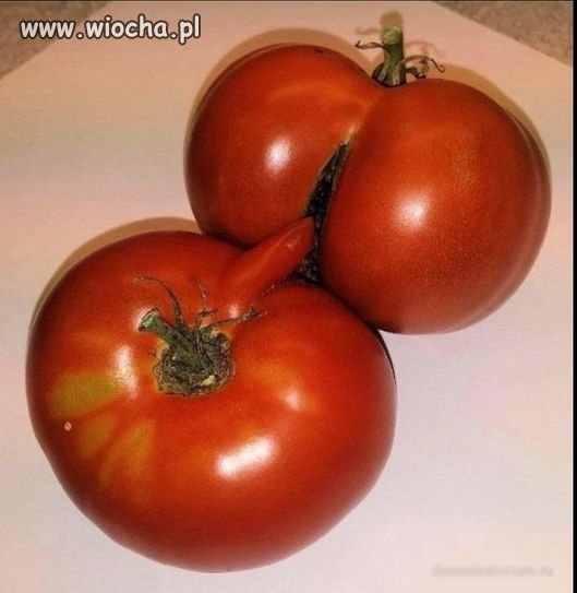 Mówisz, że są wolne od GM?