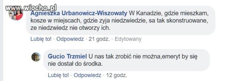 O niedżwiadkach