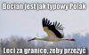 Typowy Polak...