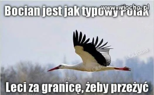 Typowy Polak...