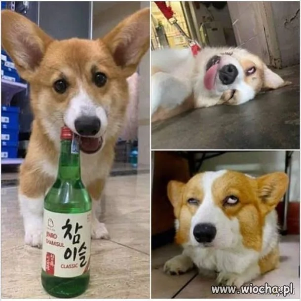 Ewidentnie miał udany weekend