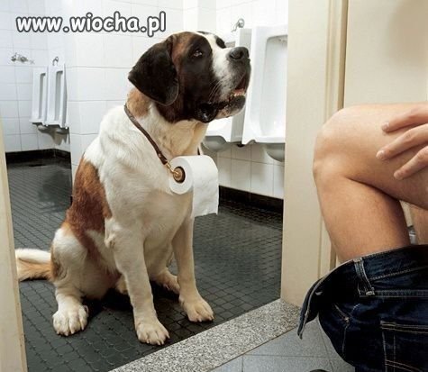 Dobrze wyszkolone zwierzę domowe.