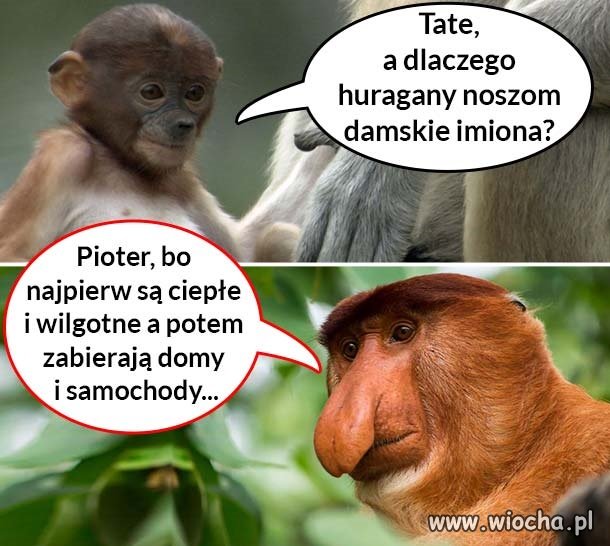 Tytułu brak.