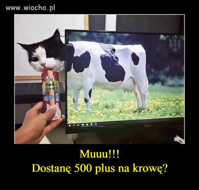 Taka krowa też się liczy?
