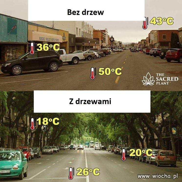 Dlaczego nie powinniśmy wycinać drzew...