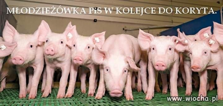 Świnia plus, nowy program PiS 