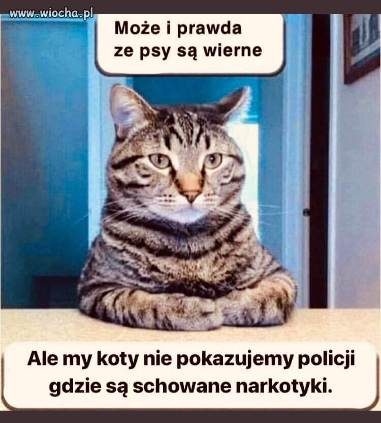 Koty