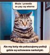 Koty