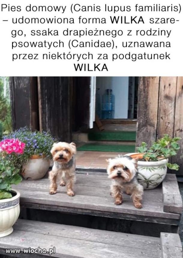Gdzie popełniono błąd?