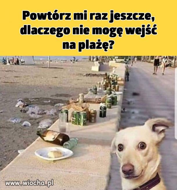 I kto tu jest zwierzęciem?