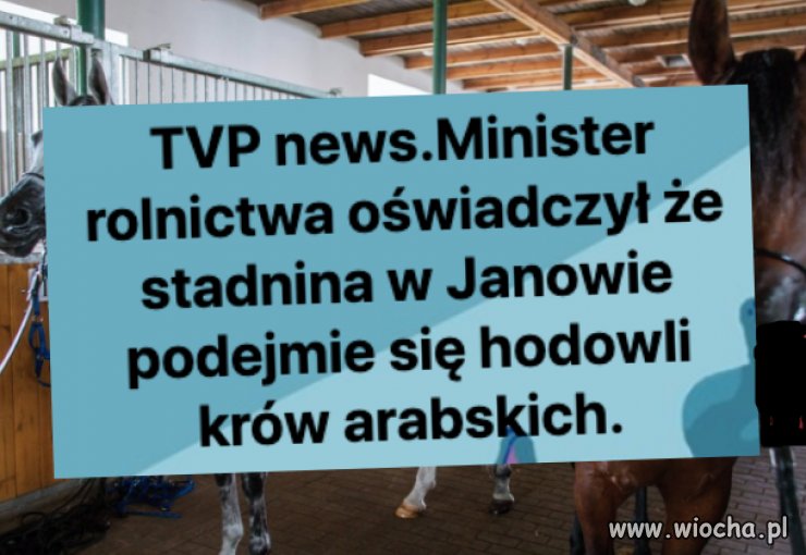Na razie udają się tylko barany polskie 