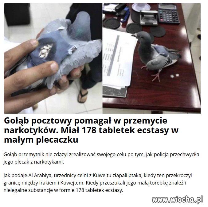 Gołąbek