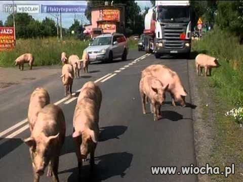 Prawie 2000+ uciekło z wypadku na drodze