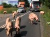 Prawie 2000+ uciekło z wypadku na drodze