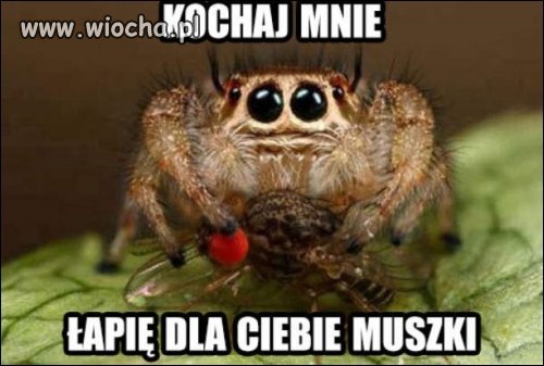 Kochaj pajaki