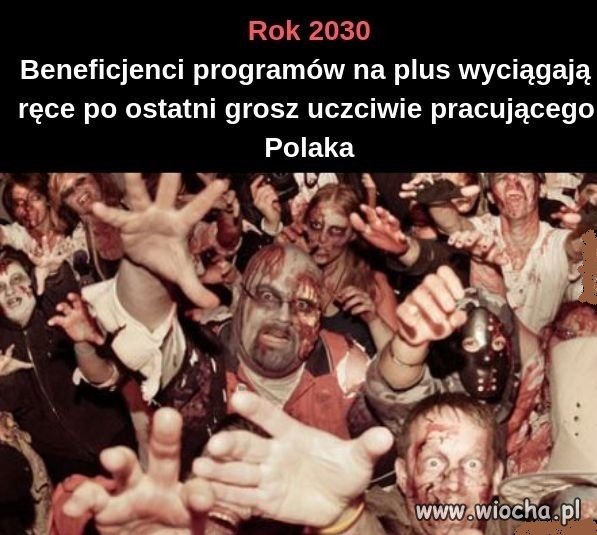 500+, krowa+,