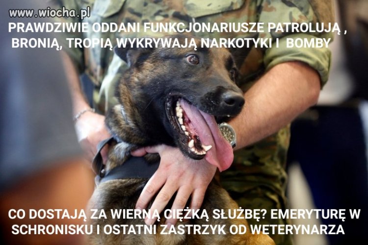 Państwo nie tylko ludzkiego emeryta ma w d...
