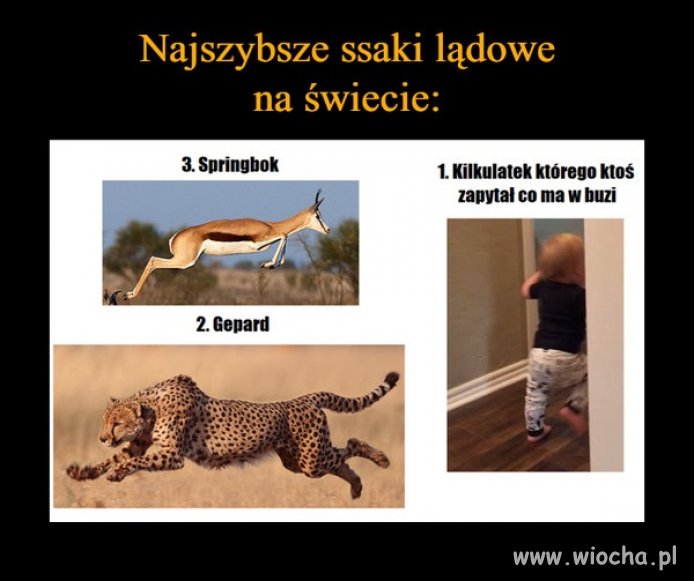 Ssaki lądowe