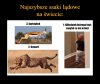 Ssaki lądowe