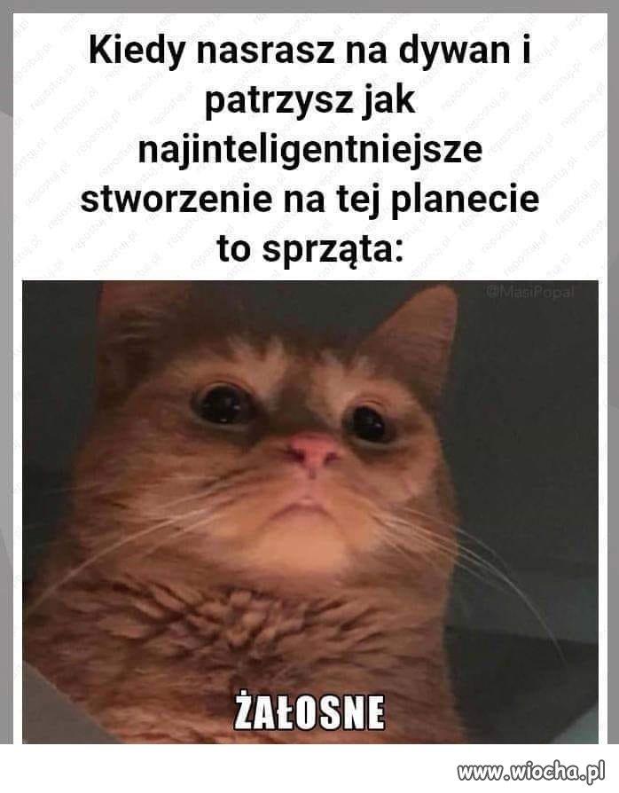Najinteligentniejsze stworzenie