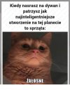 Najinteligentniejsze stworzenie