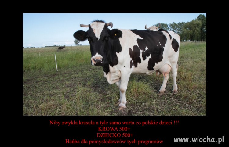 Krowa +