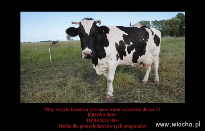 Krowa +